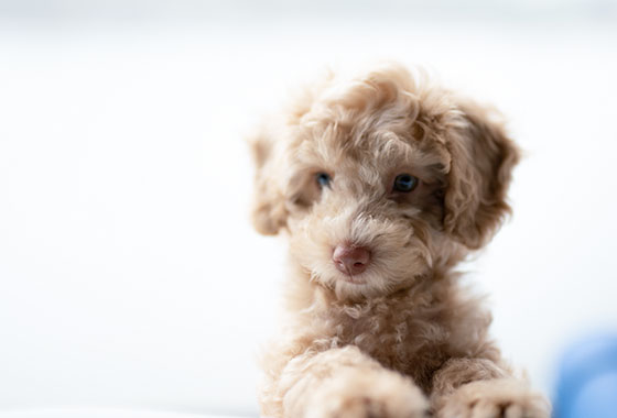 第一次驅(qū)蟲