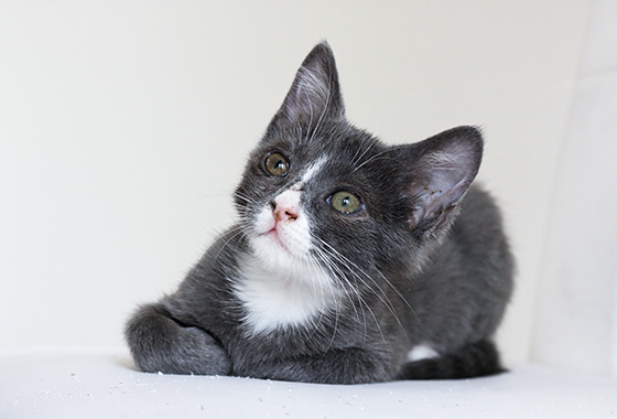 第一次驅(qū)蟲(chóng)