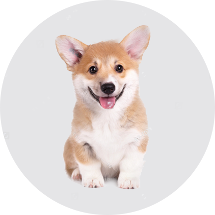 如何為幼犬準(zhǔn)備新家生活？